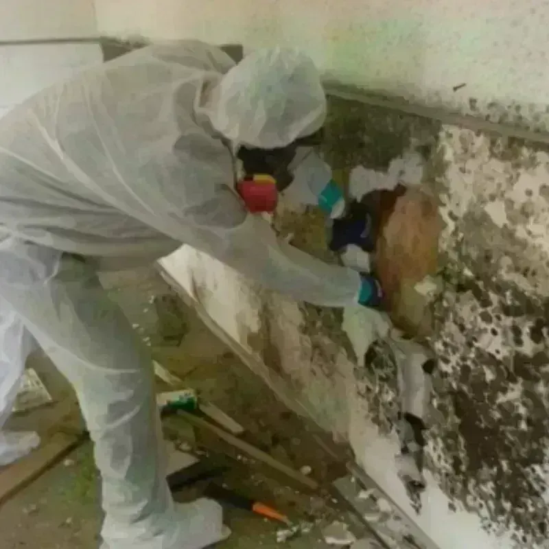 Mold Remediation and Removal in Pana, IL